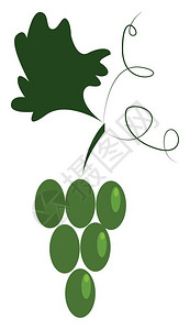 减肥水果挂在葡萄树矢量彩色绘画或插图上的一堆绿色葡萄插画