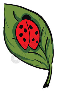 一只可爱的圆顶形小女士甲虫红色的彩爬上绿叶子矢量彩图画或插图片