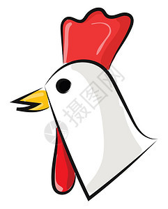它是家禽为肉类或鸡蛋矢量彩色绘画或插图而培育的家禽图片