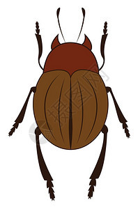 大型棕色甲虫图片