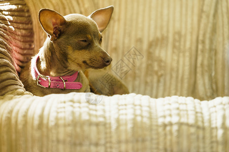 坐在沙发上放轻松和寒冷的小狗图片