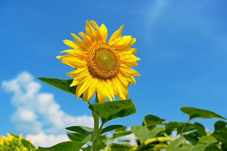 蓝黄向日葵花的天空背景图片