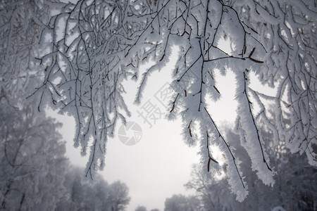 1月的雪和霜覆盖了树木奥地利冬季图片