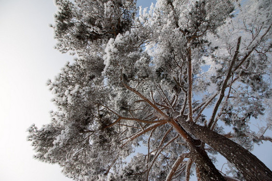 1月的雪和霜覆盖了树木奥地利冬季图片