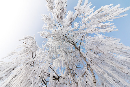 1月的雪和霜覆盖了树木奥地利冬季图片