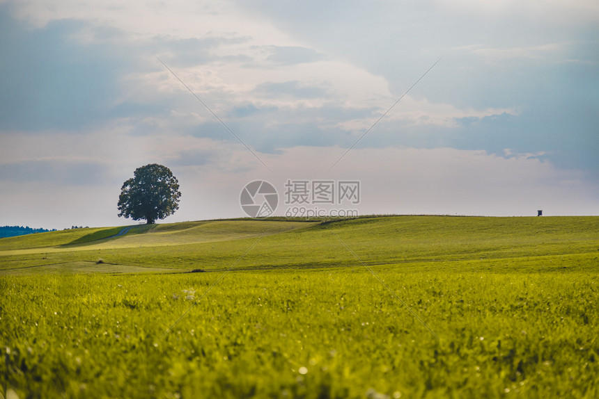 树木正站在一片新的绿地上没有人无林风景观图片