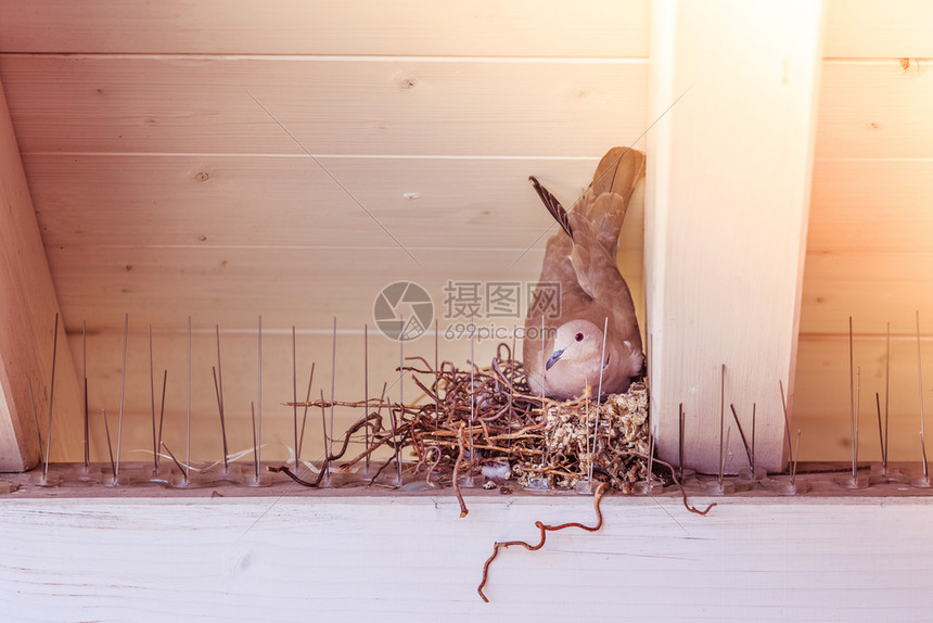 鸽子坐在鸟巢里孵蛋图片