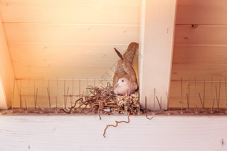鸽子坐在鸟巢里孵蛋图片