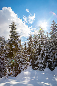 冬季风景有雪树和蓝天空图片