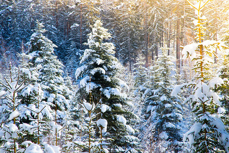 冬季风景有雪树图片