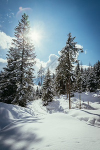 冬季风景有雪树和蓝天空图片