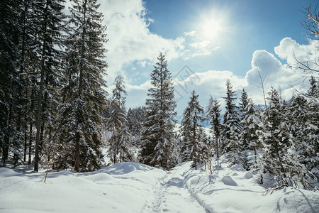 冬季风景包括人行道雪树和蓝天空图片