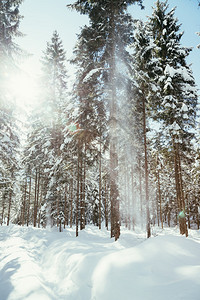 冬季风景与人行道和雪树下正在降图片