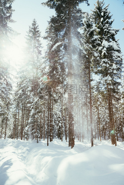 冬季风景与人行道和雪树下正在降图片