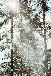 冬季风景与雪树正在降下图片