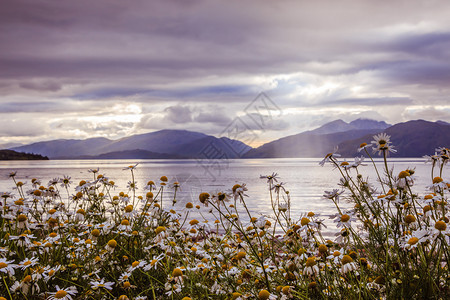 苏格兰美丽的神秘地貌湖风景天空多云鲜花和太阳光图片