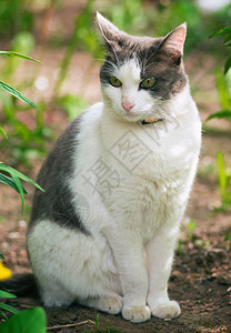 猫村庄关闭猫和自然背景背景