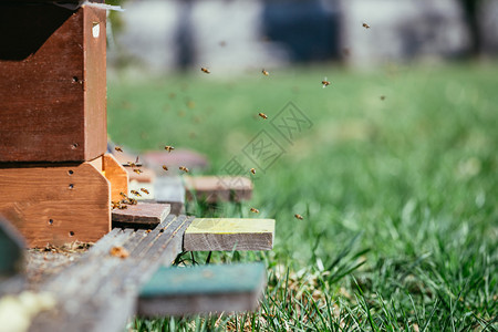 蜜蜂在巢板上降落图片