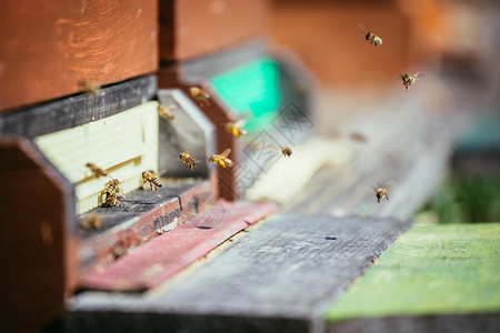 蜜蜂在春天的巢板上降落图片