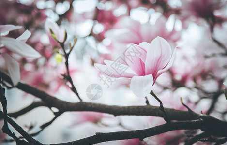 新鲜美丽的木兰花春天粉色和白的颜图片