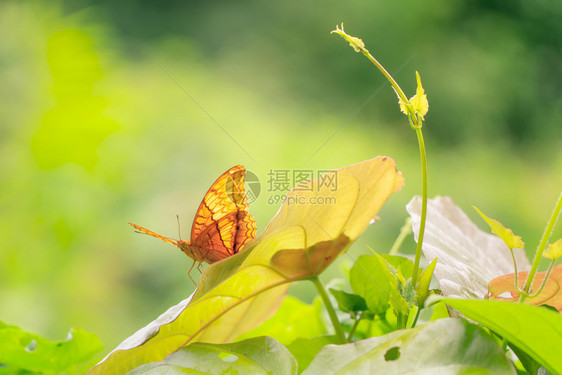 一只黄色的君主一只蝴蝶在森林里的天然叶上一只昆虫在泰国的坎沙那毛里图片
