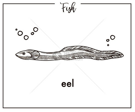 手绘精美鳗鱼图片