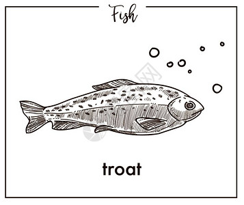 手绘精美鳟鱼图片