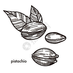 带几片叶子的贝壳里有美味松果带有健康的脂肪和大量热的美味坚果自然有机的皮斯塔奇奥用符号孤立了卡通片平板单色矢量图带有几片叶子的美图片