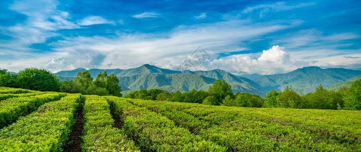 索契山的茶叶种植园图片