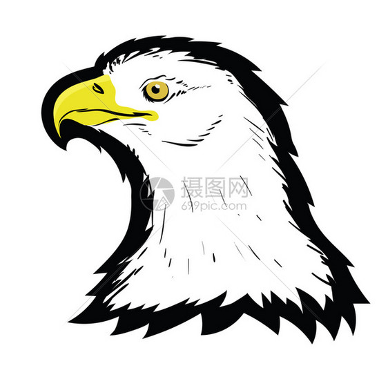 黑白的美国北部秃鹰领头纹身设计白背景上的彩虹鸟捕食者霍克马斯科特自由的象征物圣洁美国北部白鹰领头纹身设计洛戈普雷伊鸟霍克马斯科特图片