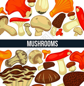 可食用蘑菇海报图片