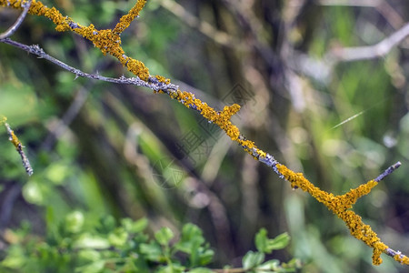 Xanthoriapeietina彩色地衣覆盖一朵玫瑰称为普通橙色地衣或黄表图片