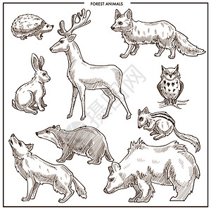 鸟类和草图病媒孤立熊狼或狐狸和野熊猫头鹰或刺绣猪松鼠花栗鹿驼用于动物园或设计图片