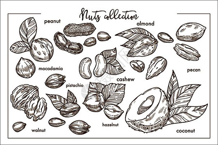 来自世界各地单色杏仁异国甘蓝甜花生小腰果天然菠萝森林栗子稀有的核桃和成熟椰子矢量插图图片
