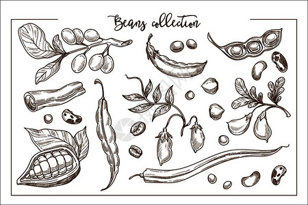 含有机蛋白单色收集的天然新鲜豆子甜可绿豌豆成熟的胡椒辣和香味咖啡白纸上孤立的卡通平面矢量插图背景图片