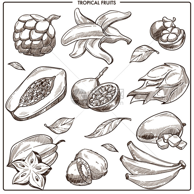 热带水果矢量草图木瓜芒果或和的异种实收藏用拉布丹或卡兰博恒星果和辣椒实采集的香蕉或柳叶图片