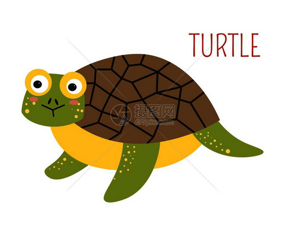 野生动物海龟矢量图图片