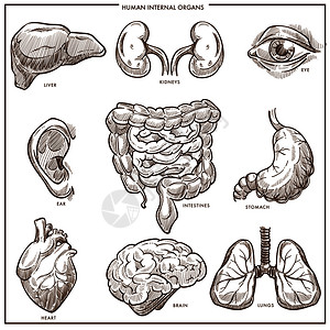 手绘人体器官肝肾眼耳肠胃心脏和大脑 背景图片