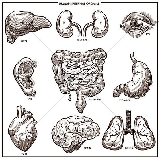手绘人体器官肝肾眼耳肠胃心脏和大脑 图片