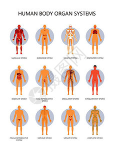 人体器官系统图解图片