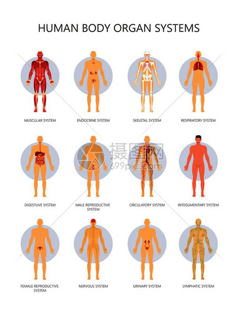 人体器官系统图解图片