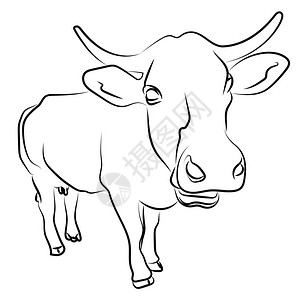 牛肚子关闭牛的草图插白色背景的矢量插画