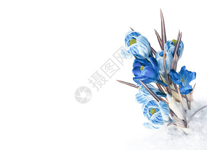 雪中春蓝花朵图片