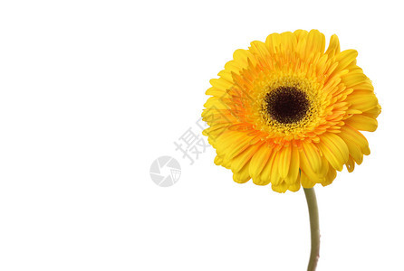白色上孤立的黄热贝拉花朵图片