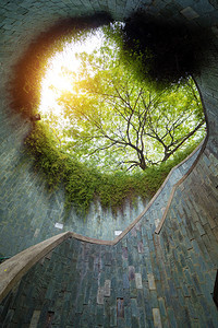 新加坡城自然隧道有树木图片