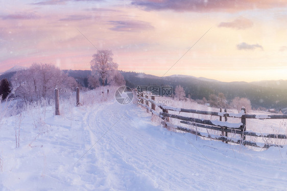 冬季风景公路和树上布满雪的木图片