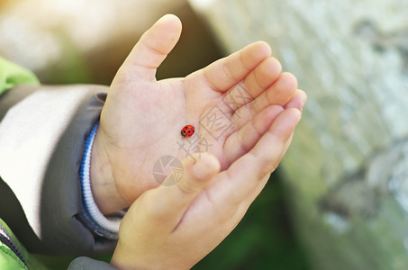 儿童手上有Ladybug概念护理和自然场景图片