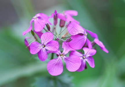 紫罗兰的花朵大自然构成图片