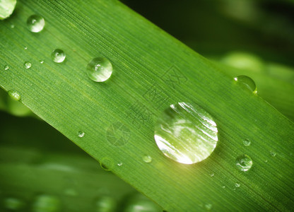 雨滴的宏自然构成图片