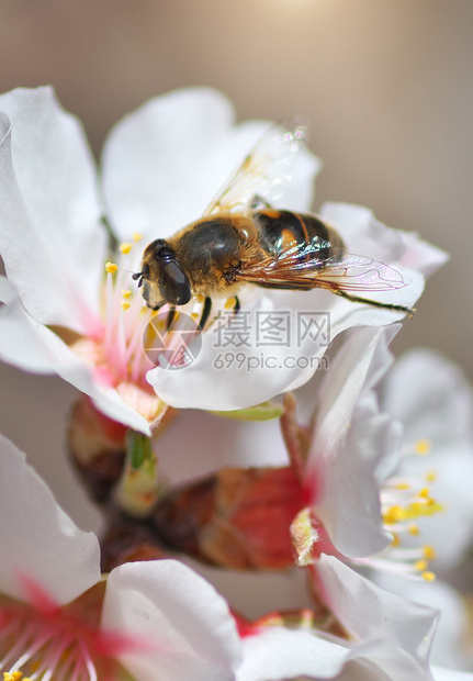 白花上的蜜蜂自然宏大成分图片